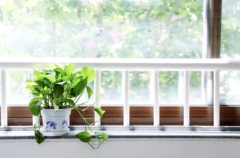 Potted plant sitting on window